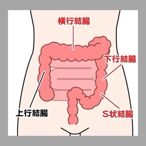 腸の位置