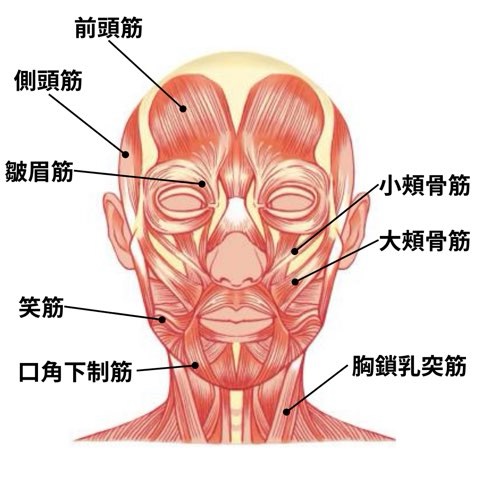 表情筋（正面）