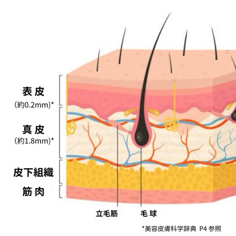 肌構造