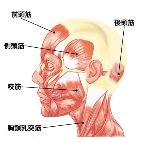 表情筋（横側）