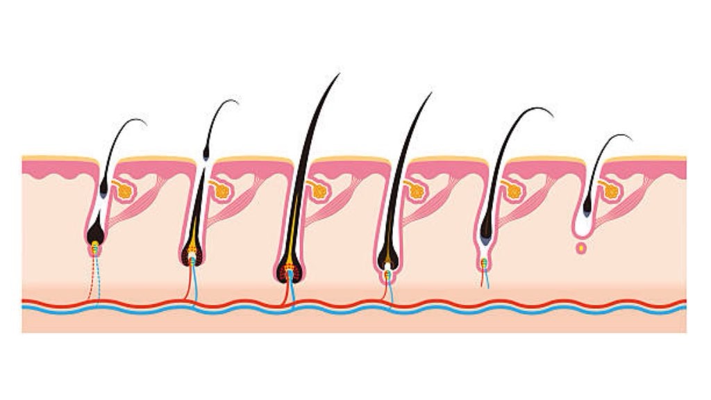 ヘアサイクルの乱れ(成長期が短くなる)